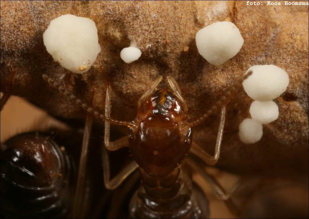 NWG-Lezing over Schimmelkwekende termieten door Prof Duur K. Aanen