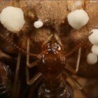 NWG-Lezing over Schimmelkwekende termieten door Prof Duur K. Aanen